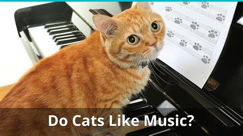 What Kind of Music Do Cats Like and Do They Really Dance To It?